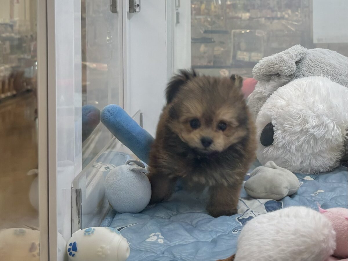 ポメプー
