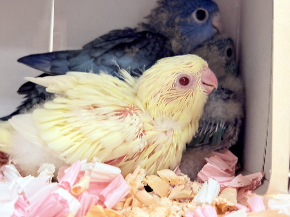 サザナミインコ