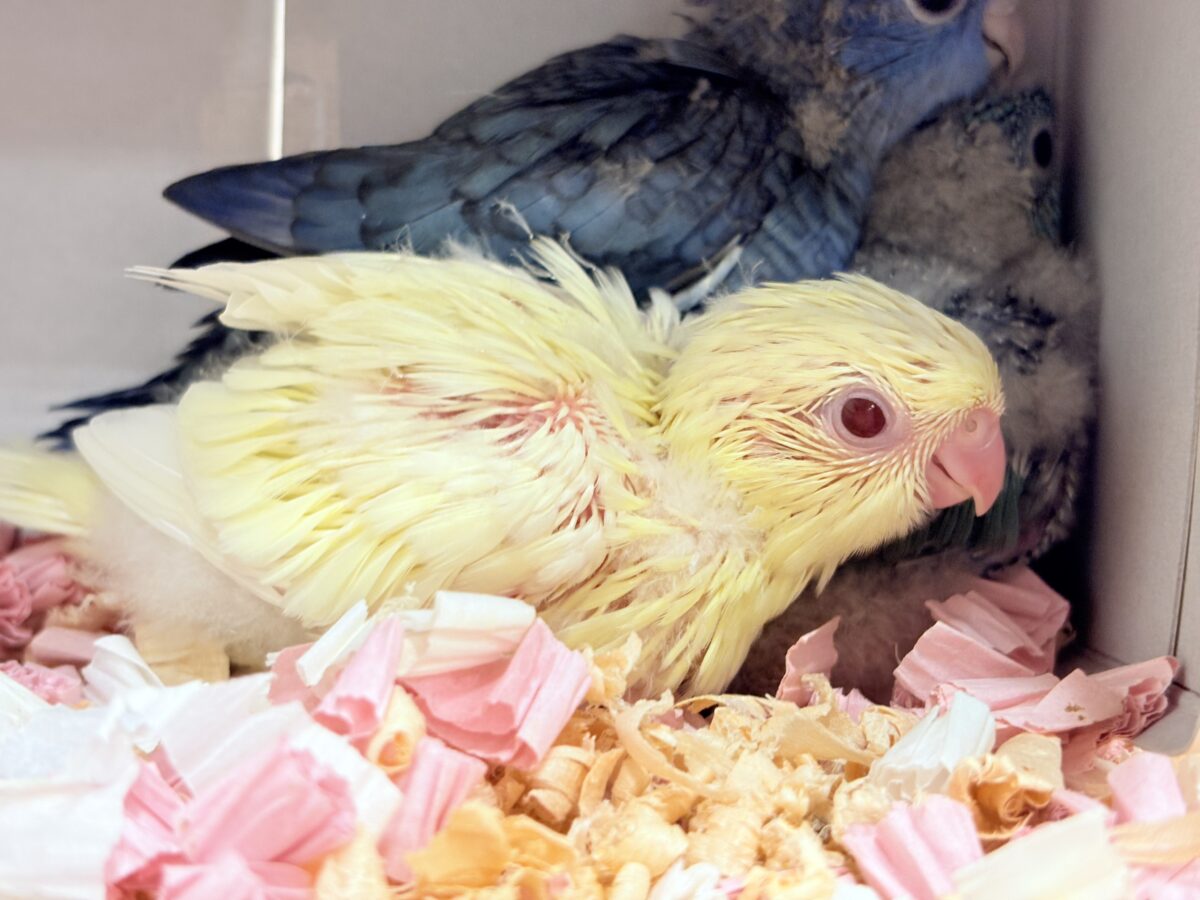 サザナミインコ