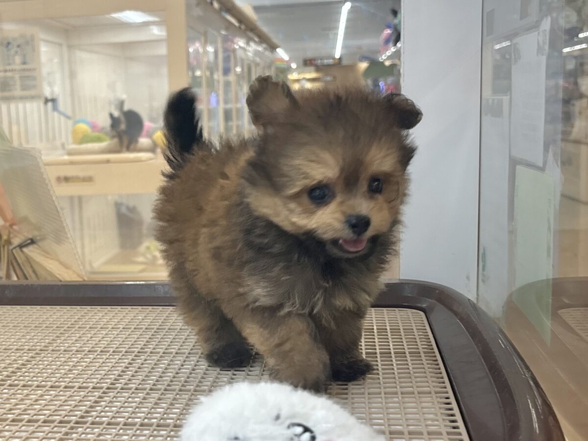 ポメプー