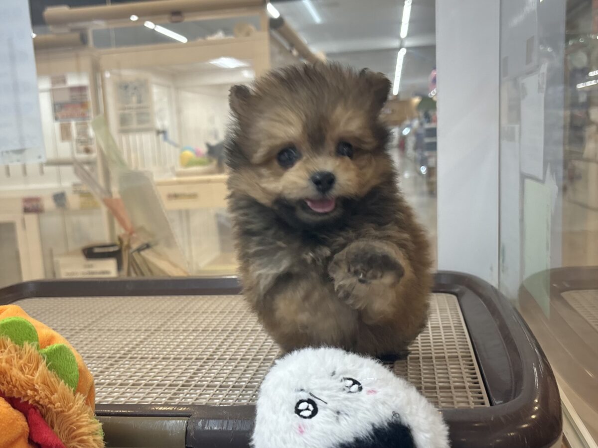 ポメプー
