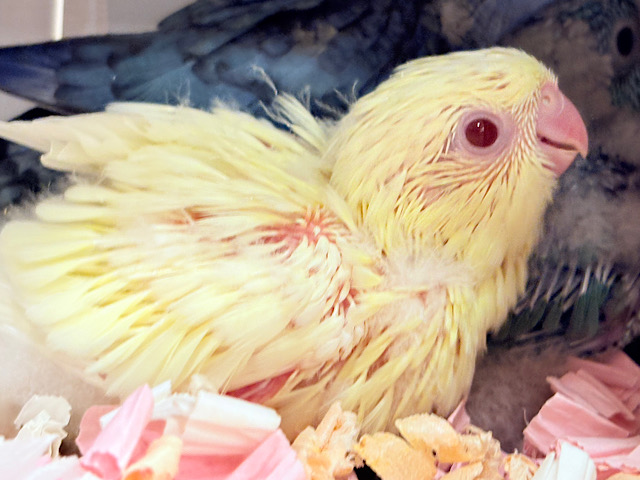 食欲旺盛♬*°落ち着きはどこかに置いてきた🐣🌊💛サザナミインコ(クリームイノ) ヒナ