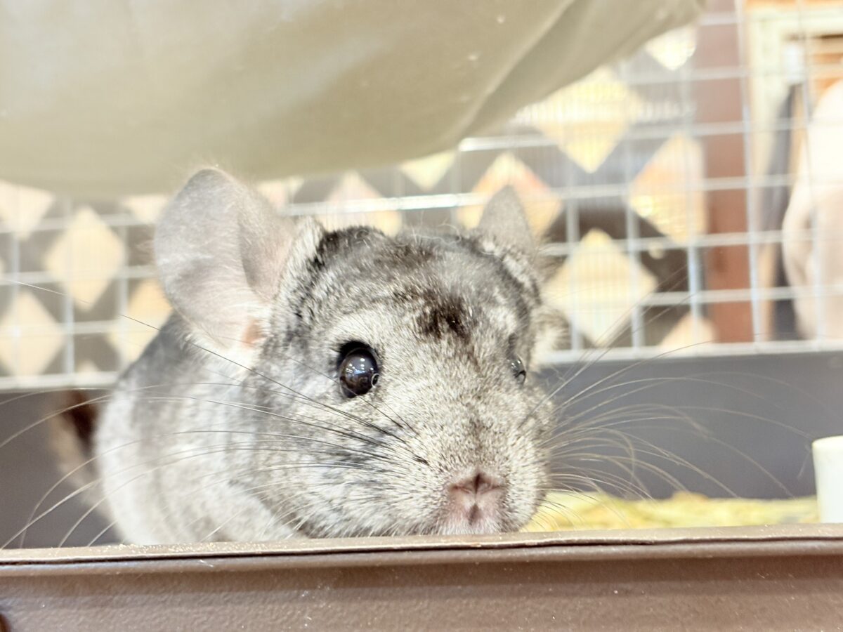 動くぬいぐるみが可愛すぎ🐭🌿💖チンチラ(グレー) 男の子 チンチラ