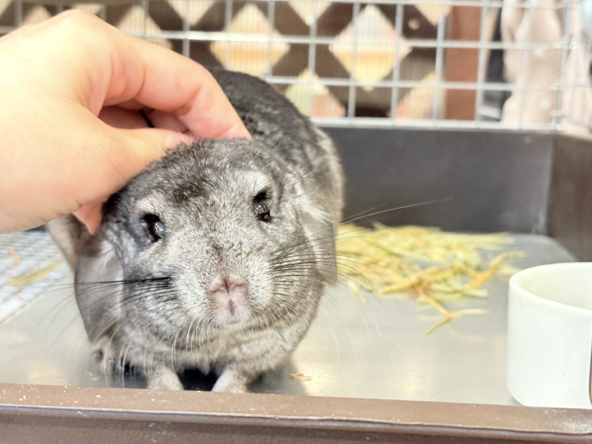 動くぬいぐるみが可愛すぎ🐭🌿💖チンチラ(グレー) 男の子 チンチラ