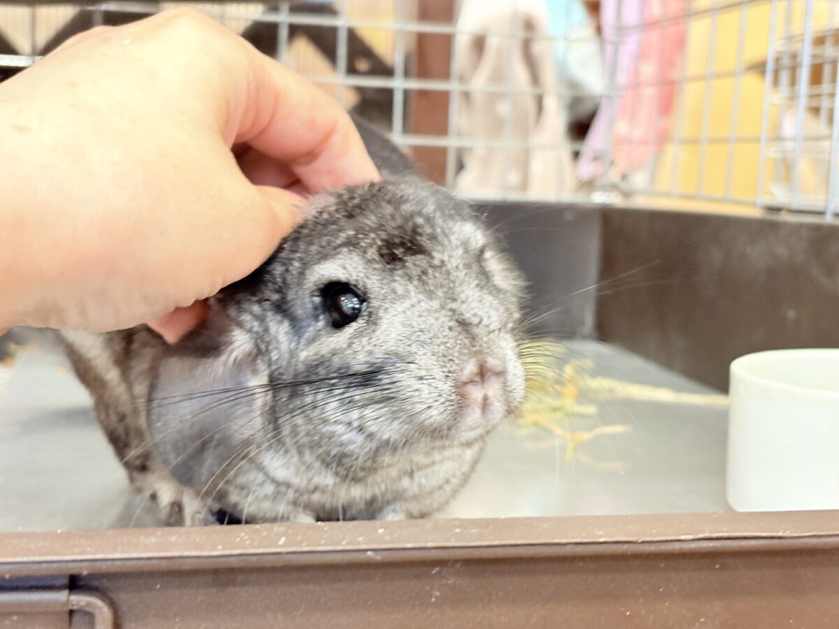 チンチラ