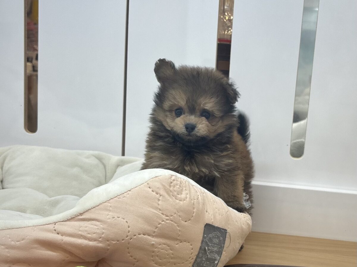 ポメプー