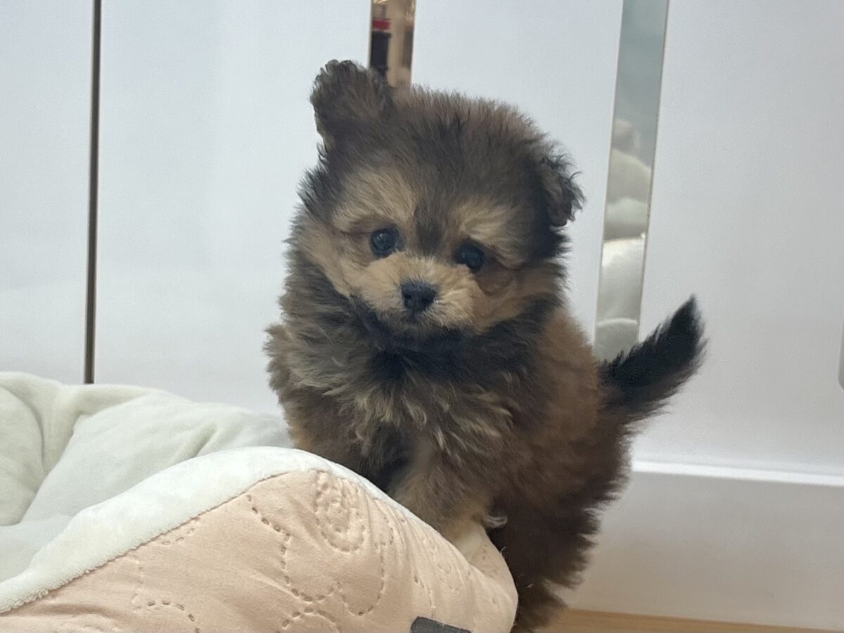 あたちを見ると皆笑顔なのなんでぇ〜？ポメプーちゃん！