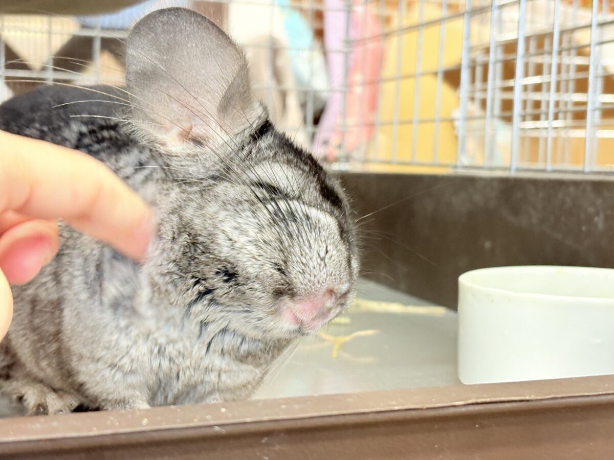 動くぬいぐるみが可愛すぎ🐭🌿💖チンチラ(グレー) 男の子 チンチラ