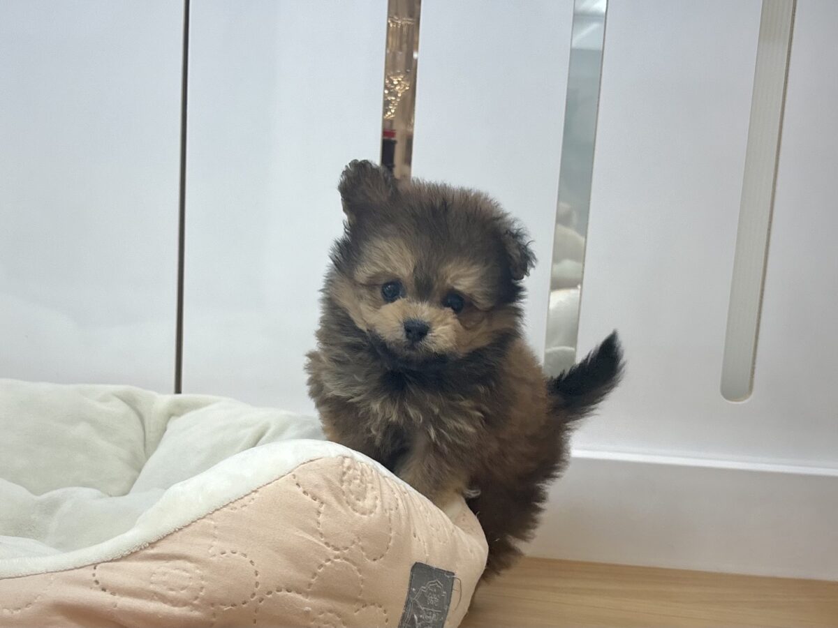 ポメプー