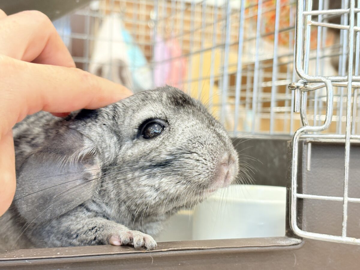 動くぬいぐるみが可愛すぎ🐭🌿💖チンチラ(グレー) 男の子 チンチラ