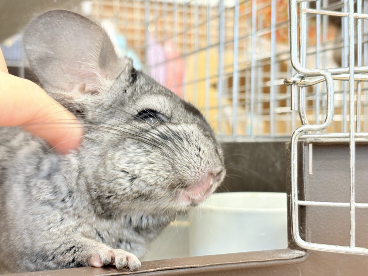動くぬいぐるみが可愛すぎ🐭🌿💖チンチラ(グレー) 男の子 チンチラ