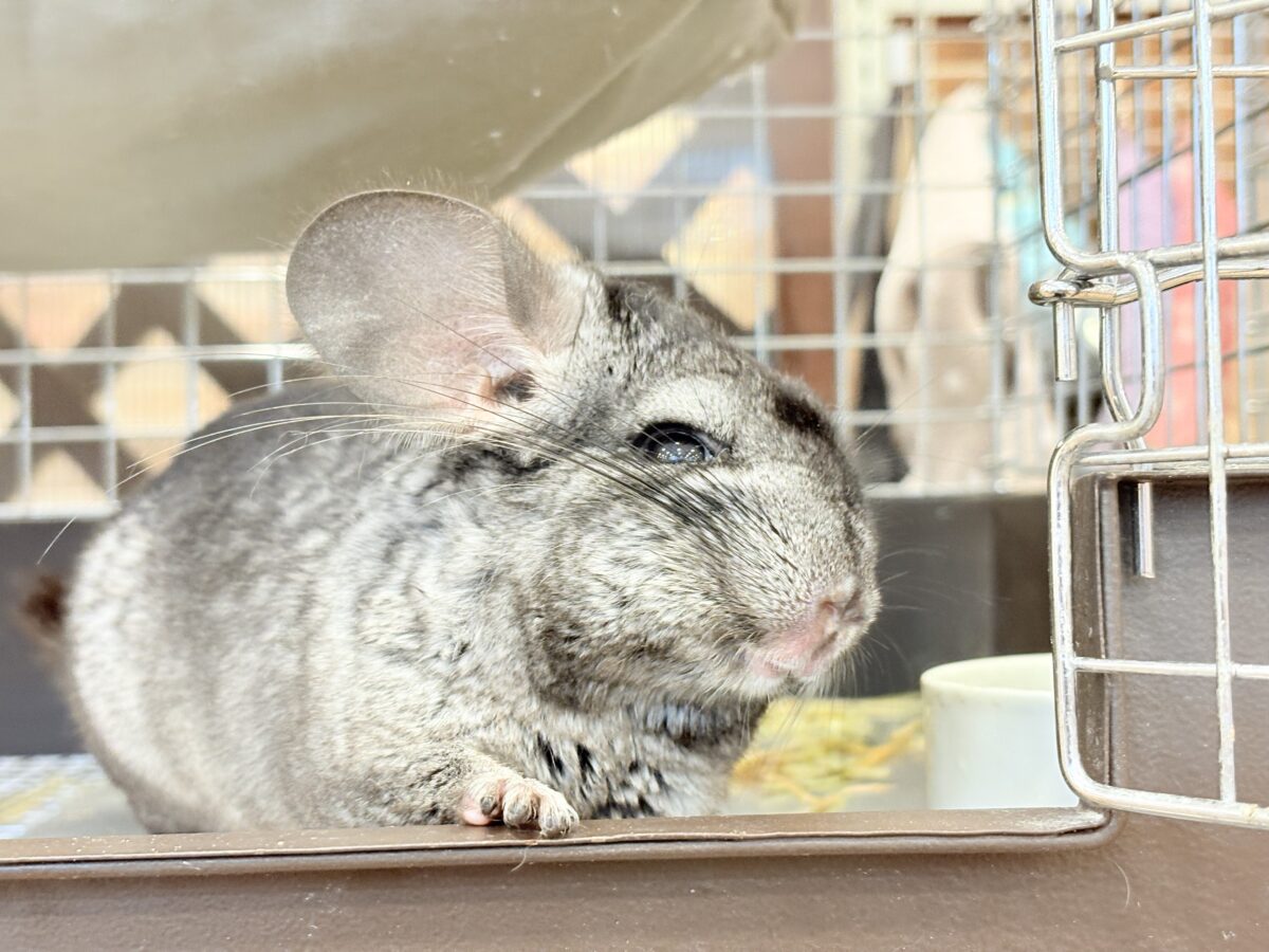 動くぬいぐるみが可愛すぎ🐭🌿💖チンチラ(グレー) 男の子 チンチラ