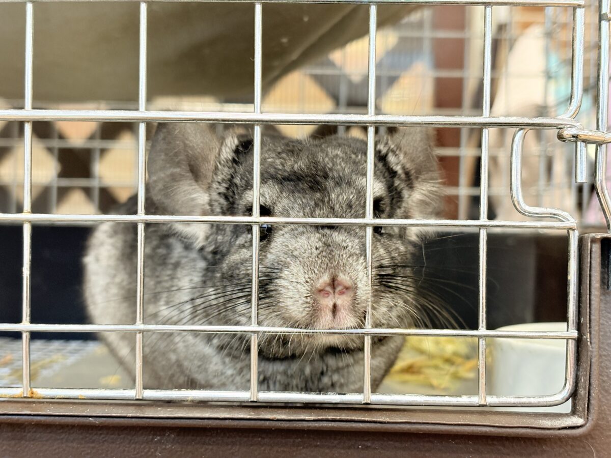 動くぬいぐるみが可愛すぎ🐭🌿💖チンチラ(グレー) 男の子 チンチラ