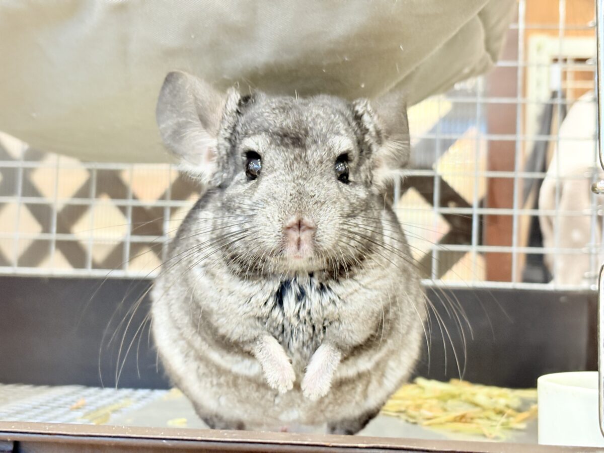 動くぬいぐるみが可愛すぎ🐭🌿💖チンチラ(グレー) 男の子 チンチラ