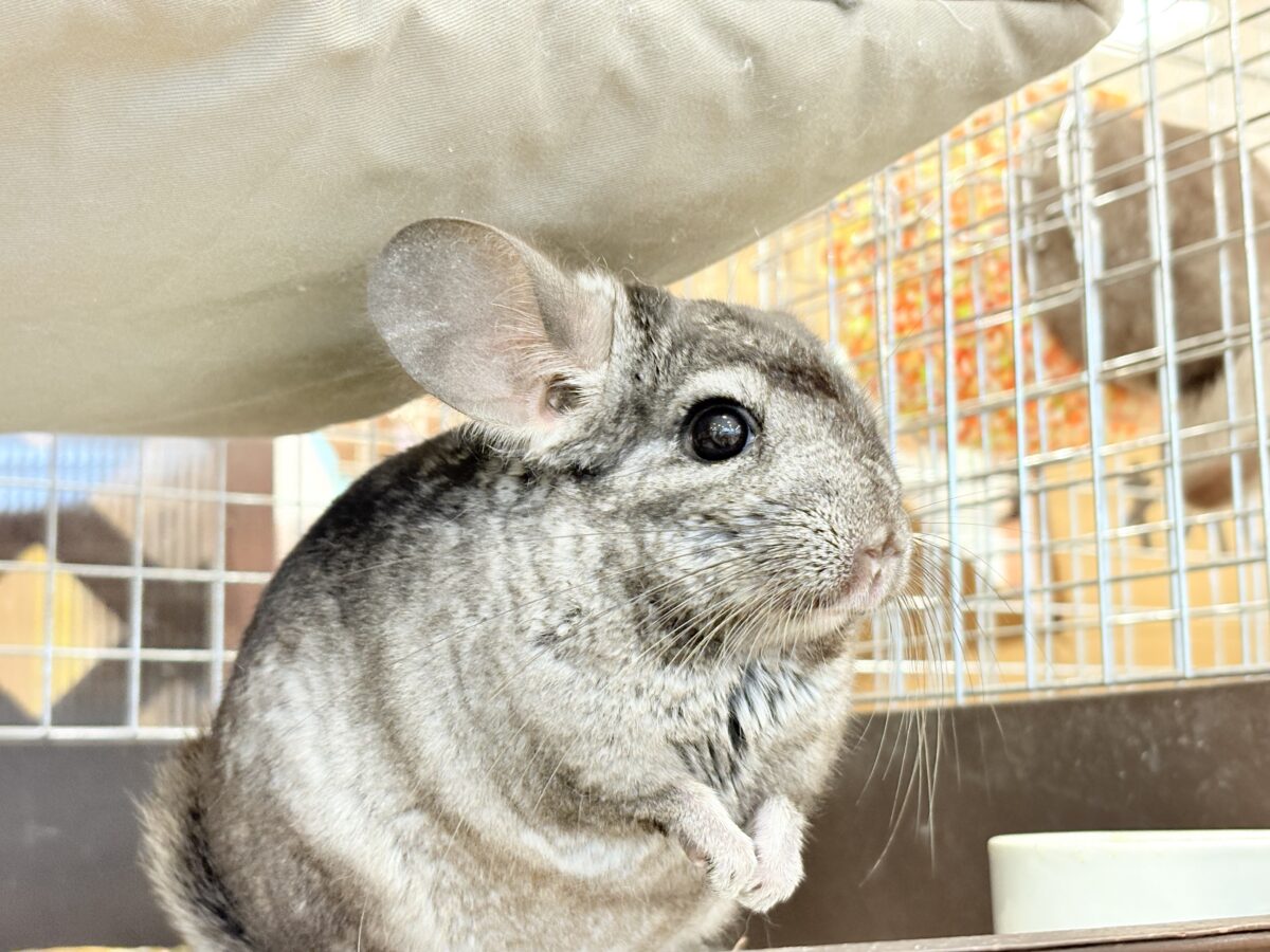 動くぬいぐるみが可愛すぎ🐭🌿💖チンチラ(グレー) 男の子 チンチラ
