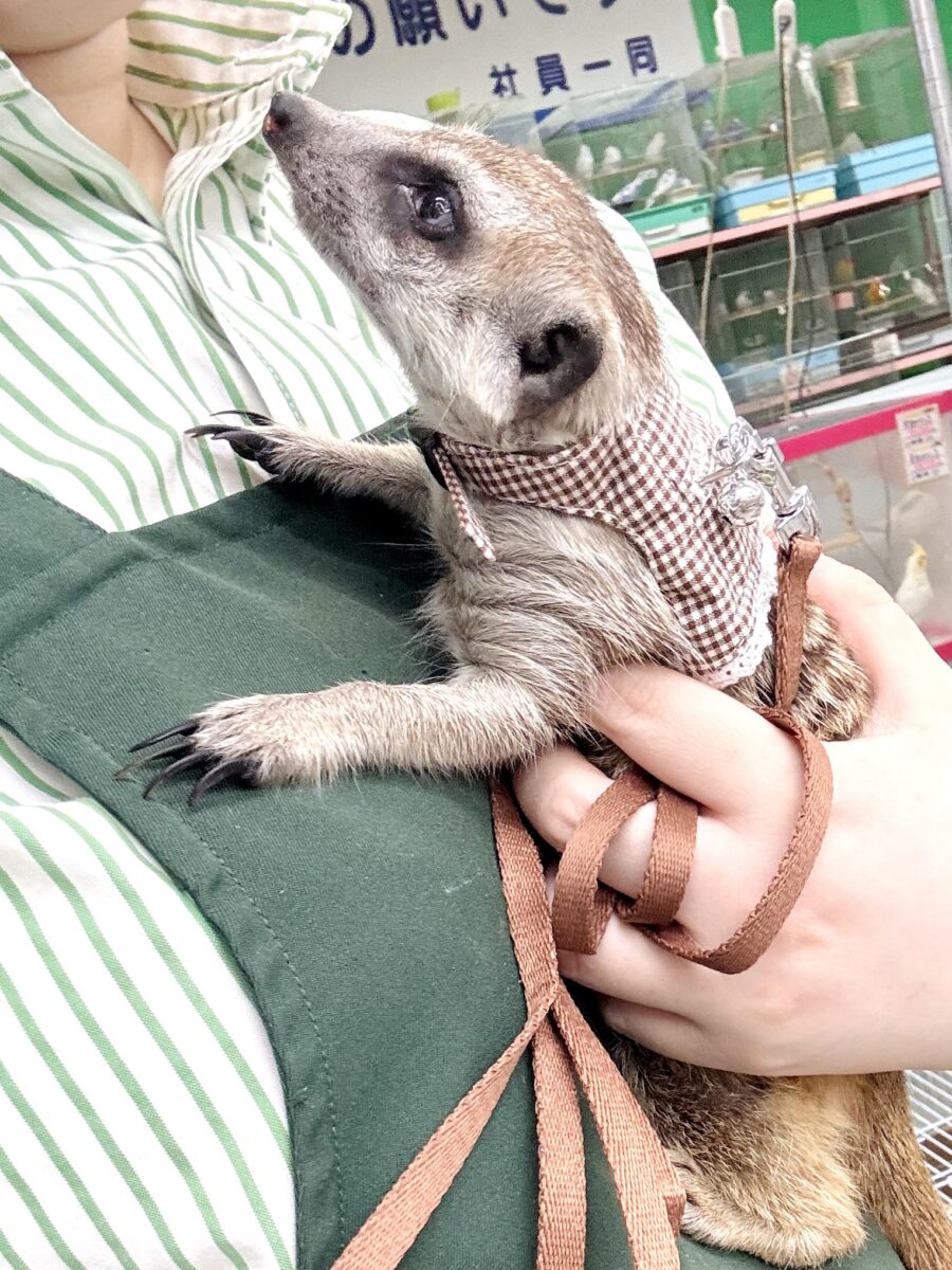 ミーアキャット