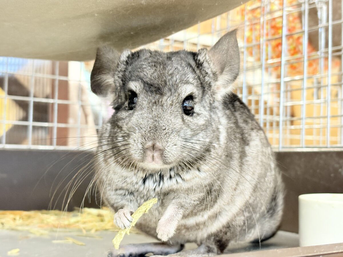 動くぬいぐるみが可愛すぎ🐭🌿💖チンチラ(グレー) 男の子 チンチラ