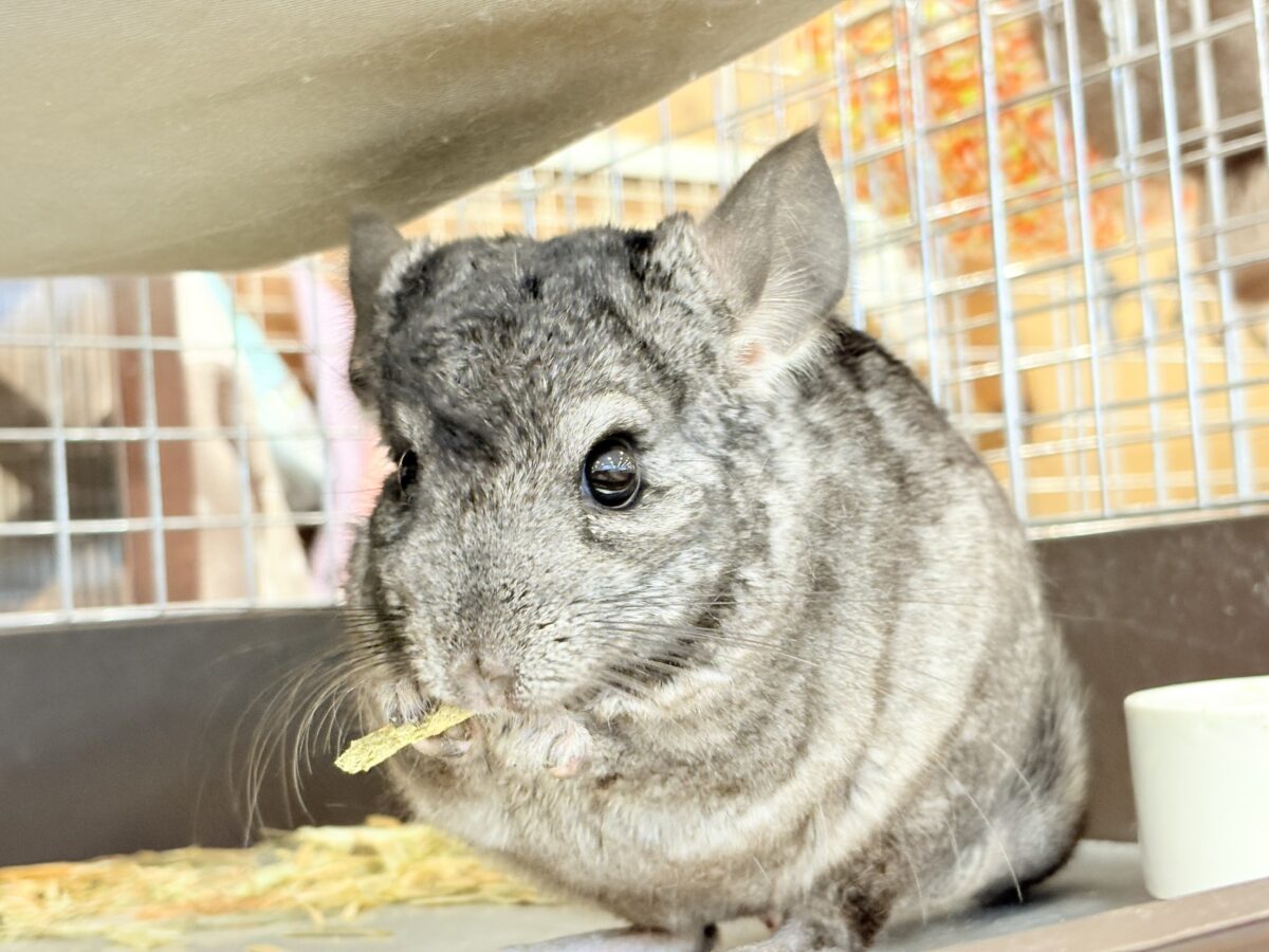動くぬいぐるみが可愛すぎ🐭🌿💖チンチラ(グレー) 男の子 チンチラ