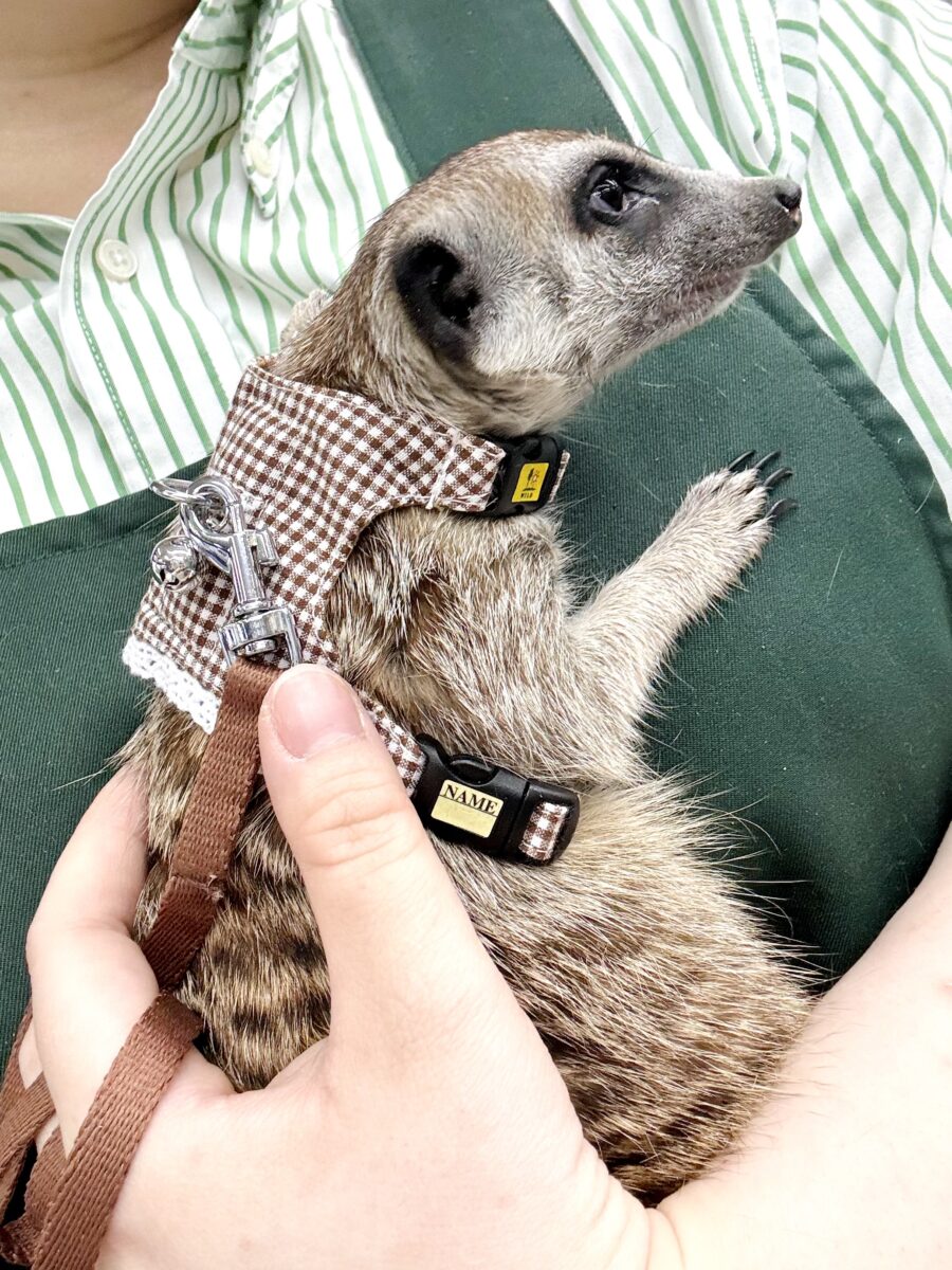 ミーアキャット