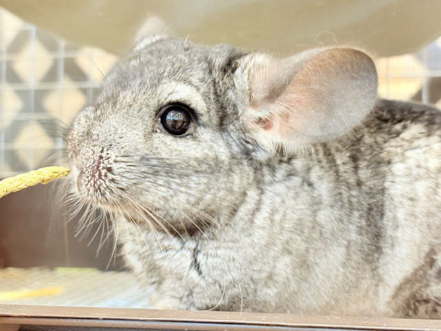 動くぬいぐるみが可愛すぎ🐭🌿💖チンチラ(グレー) 男の子 動くぬいぐるみが可愛すぎ🐭🌿💖チンチラ(グレー) 男の子