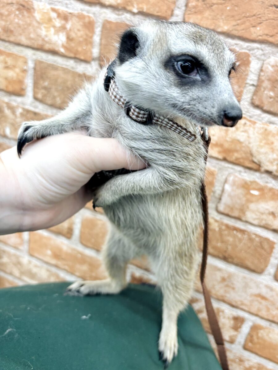 ミーアキャット