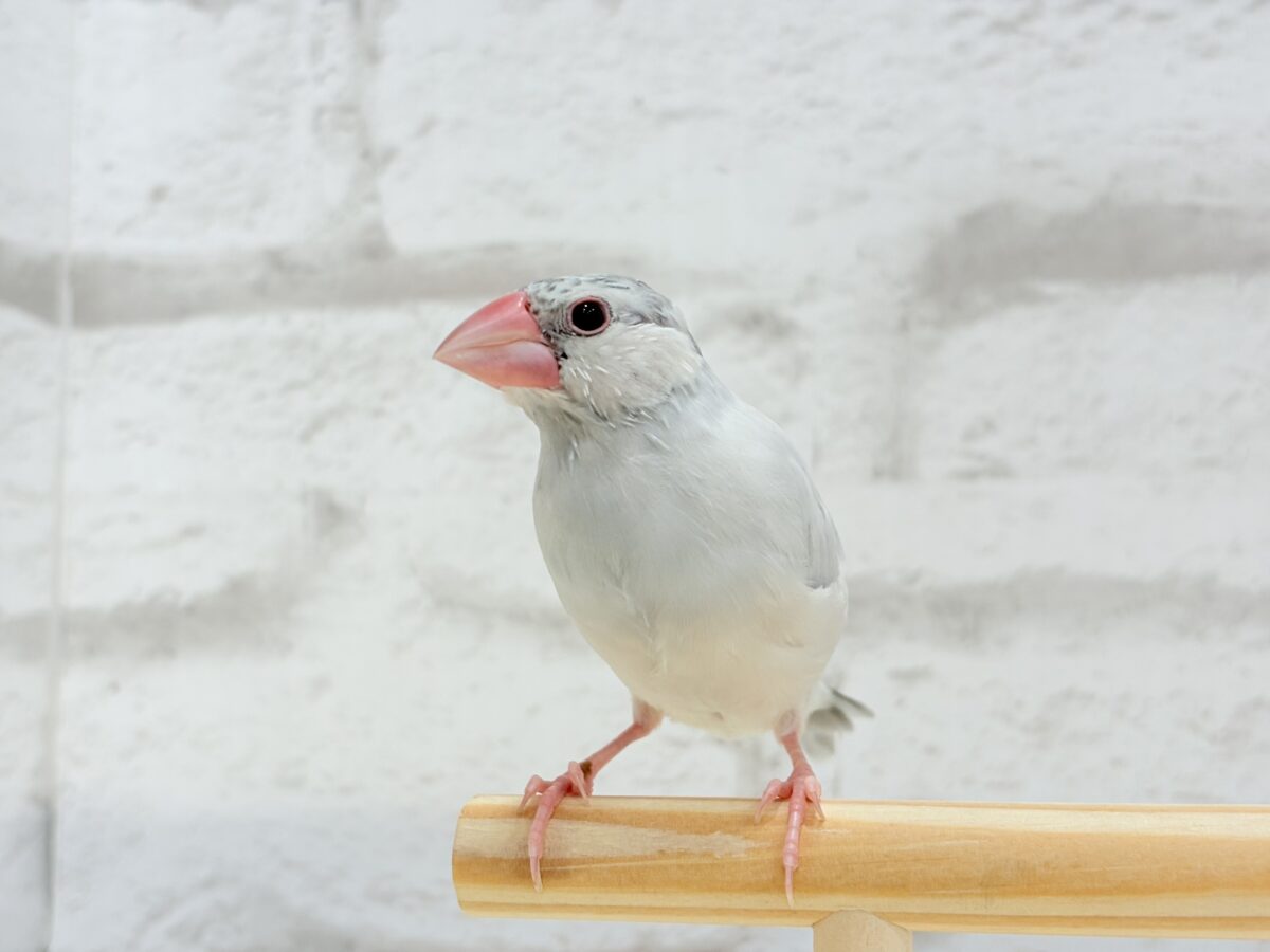 最新画像更新🪄ひとり餌になりました‪☆】高級感ある羽色が魅力‬