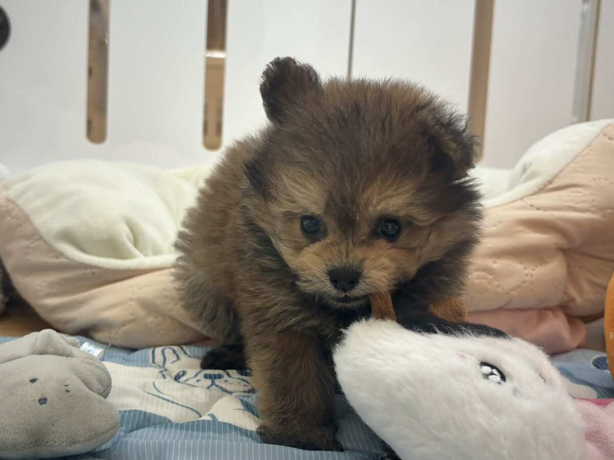 ポメプー