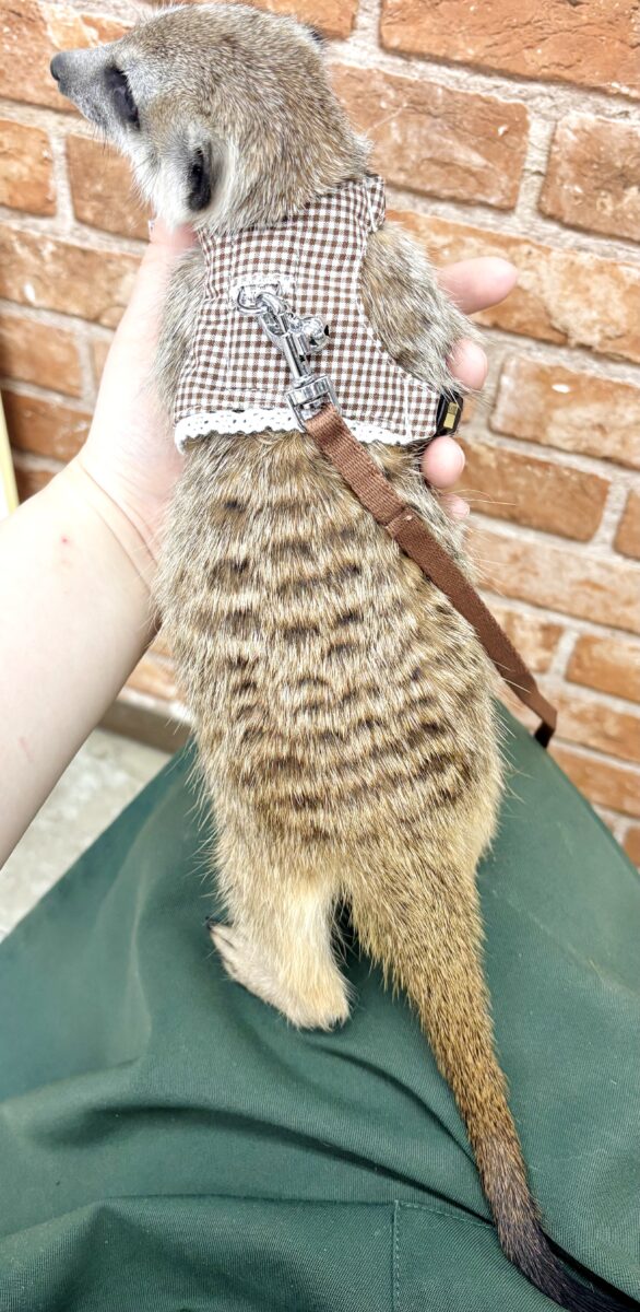 ミーアキャット