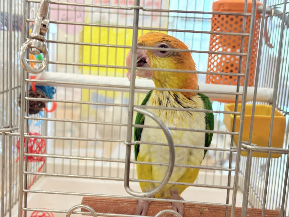 シロハラインコ
