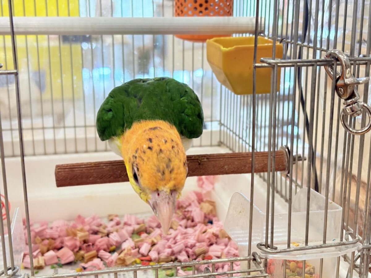 シロハラインコ