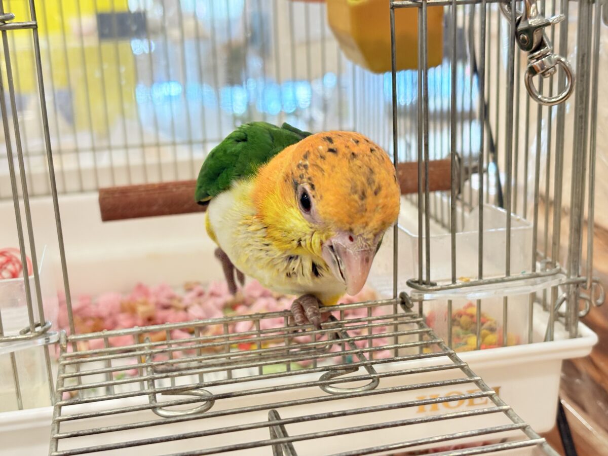 シロハラインコ
