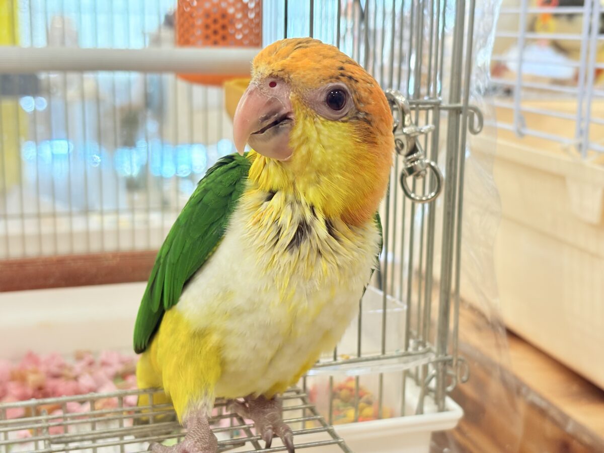 シロハラインコ