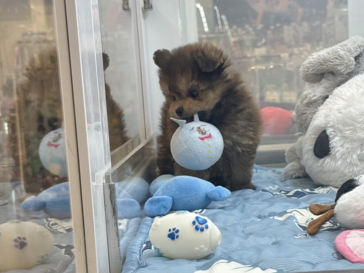 ポメプー
