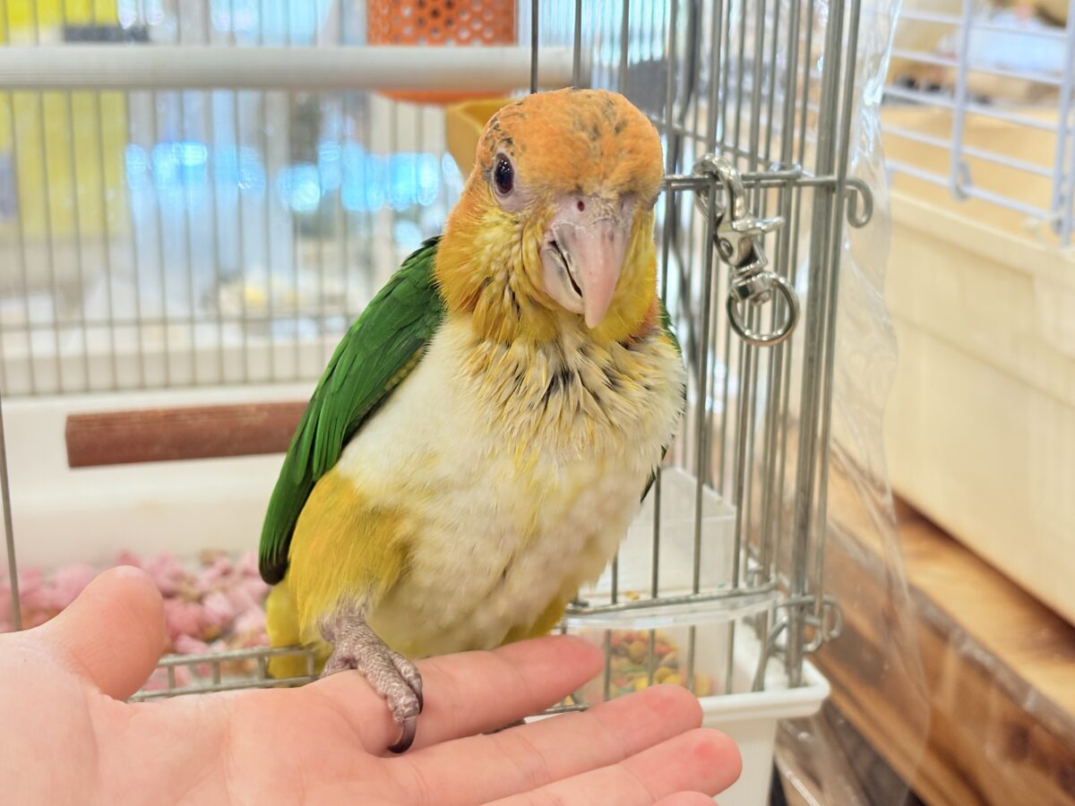 シロハラインコ
