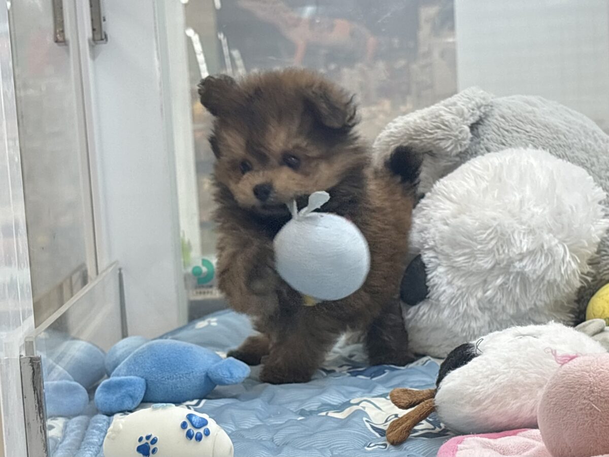 ポメプー