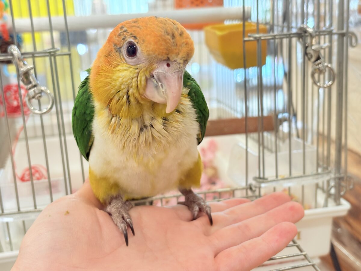 シロハラインコ