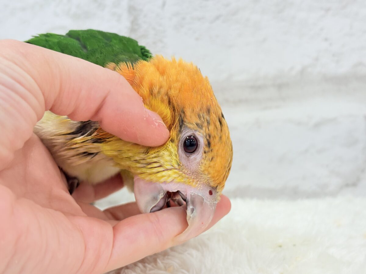 シロハラインコ