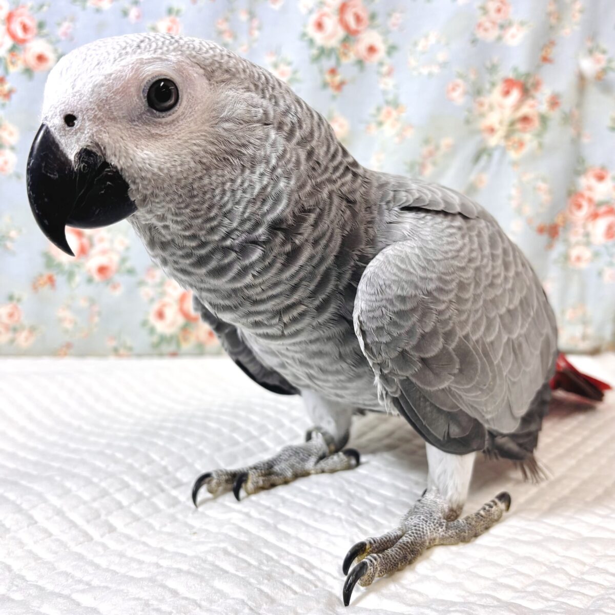 ヨウム