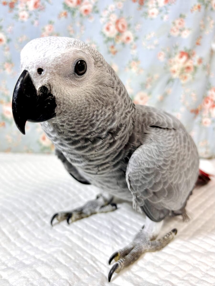 ヨウム 🩶🦜‬☆*。❤️