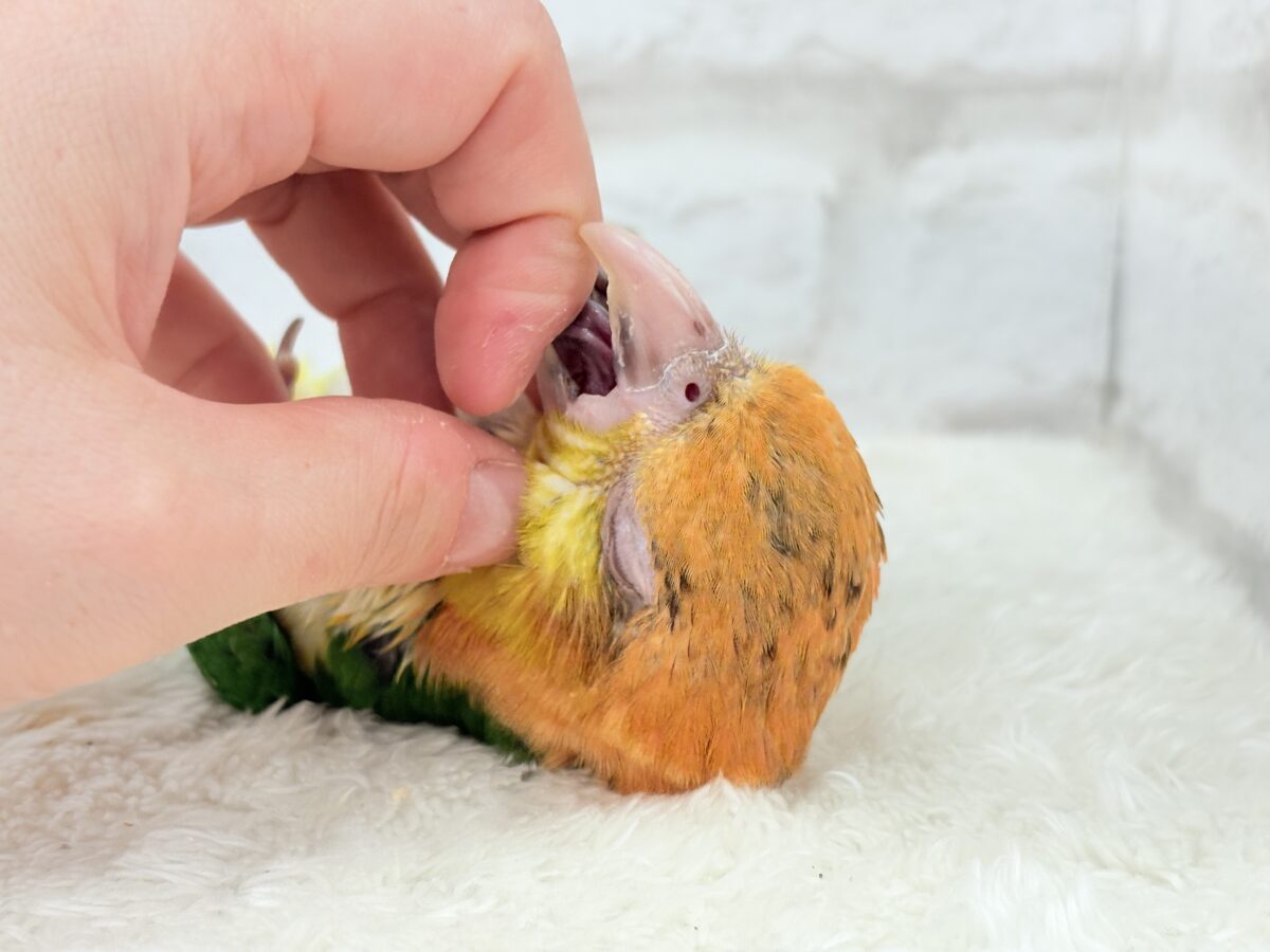 シロハラインコ
