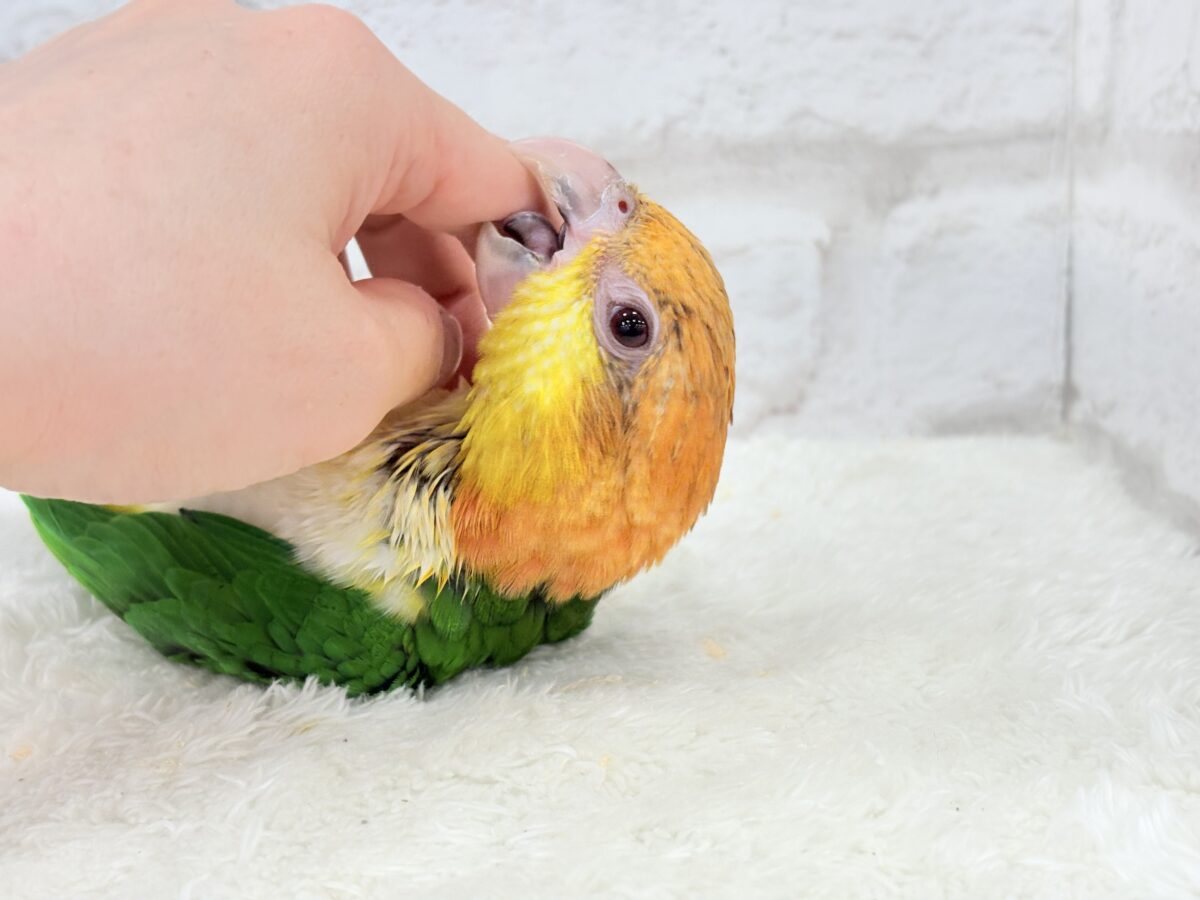 シロハラインコ