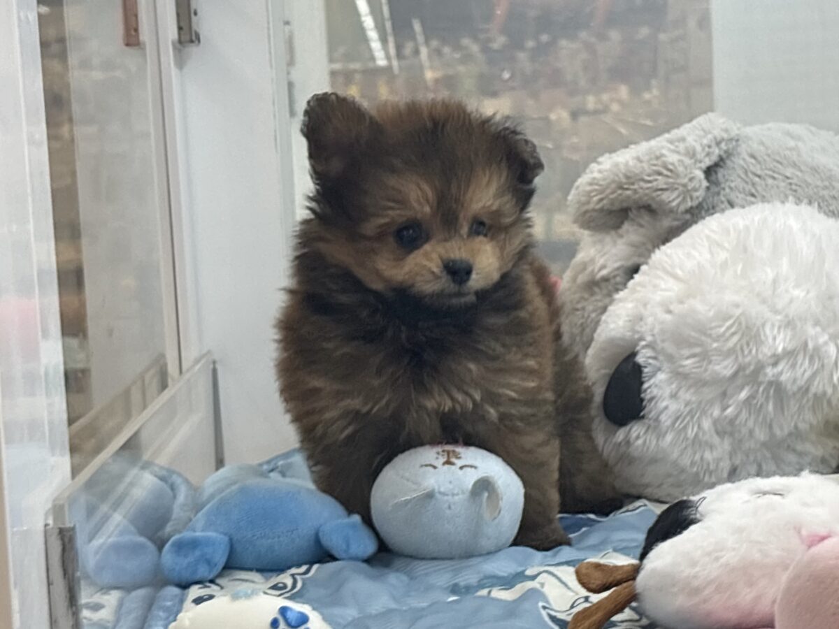 ポメプー