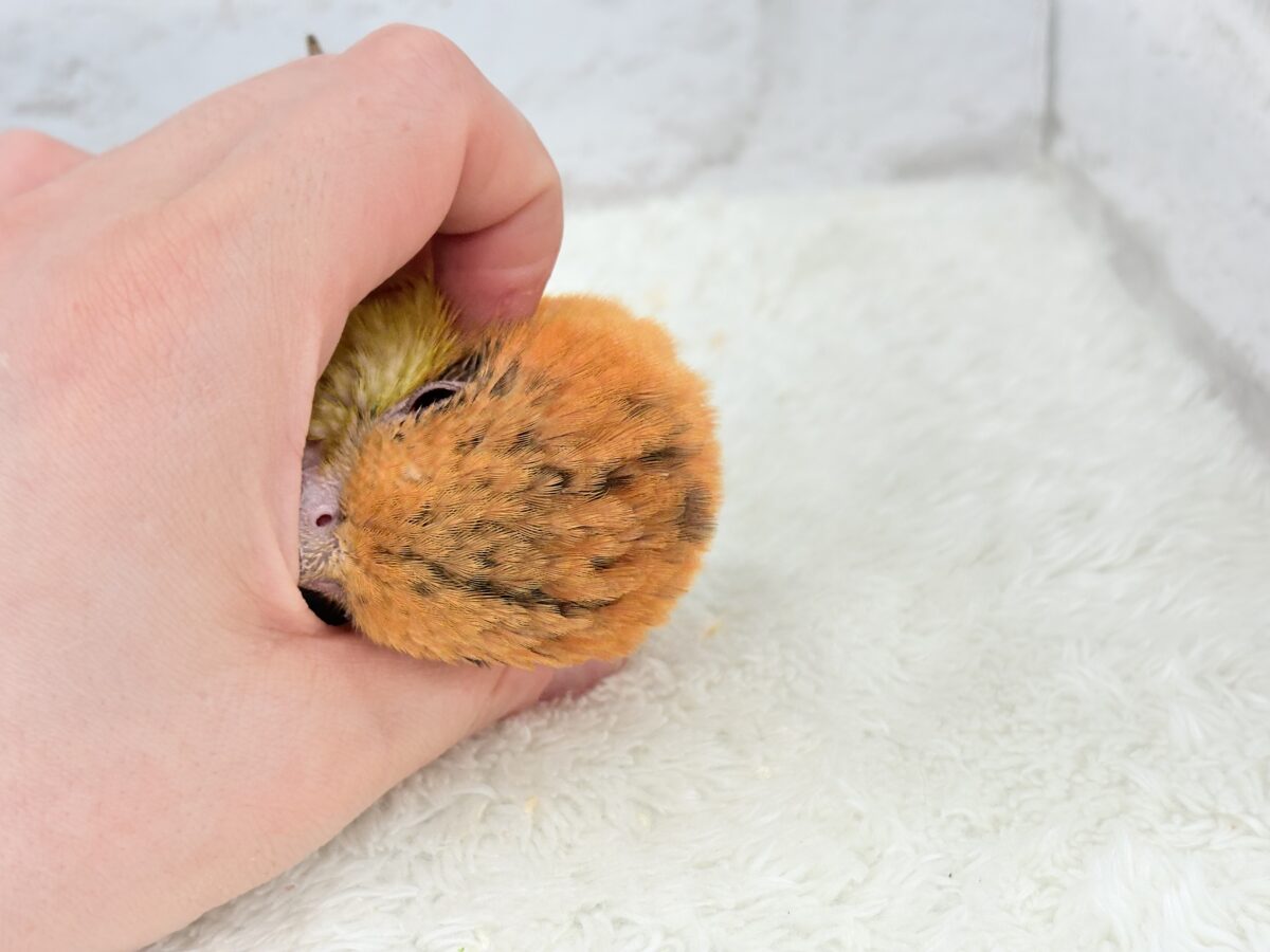 シロハラインコ