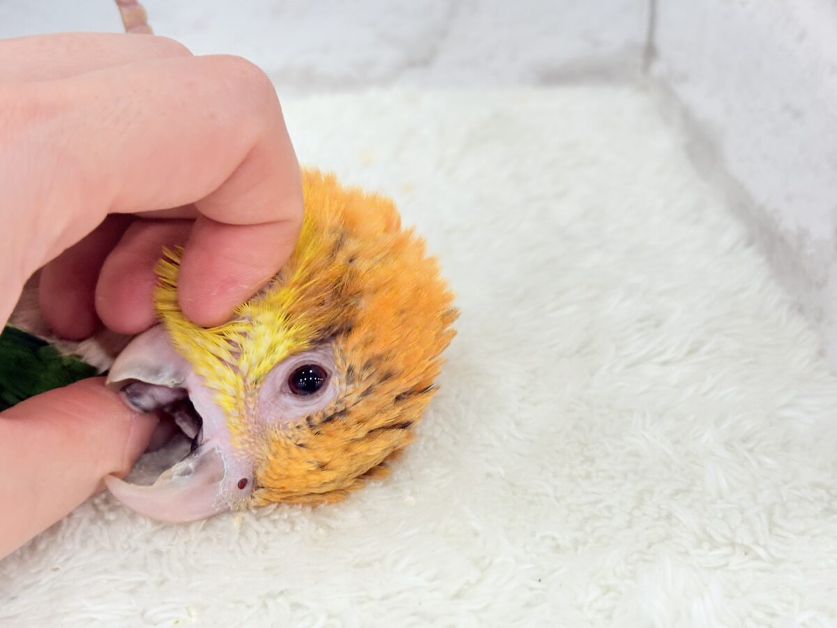 シロハラインコ