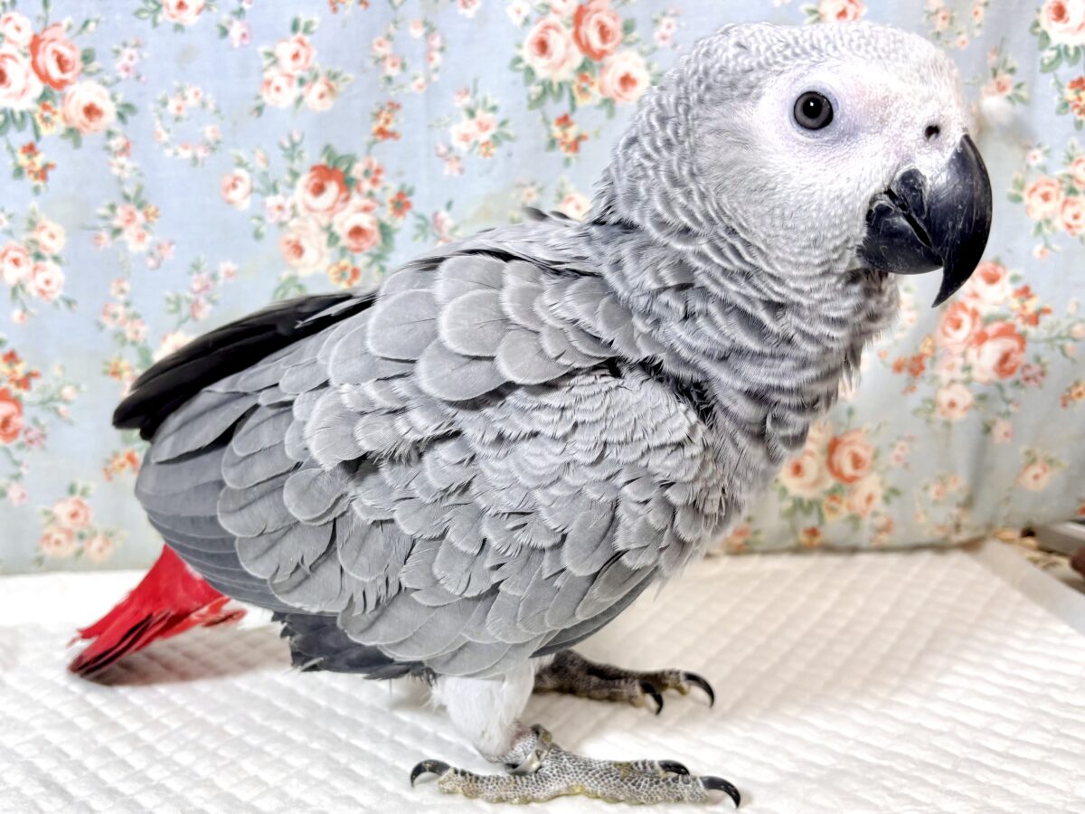 ヨウム