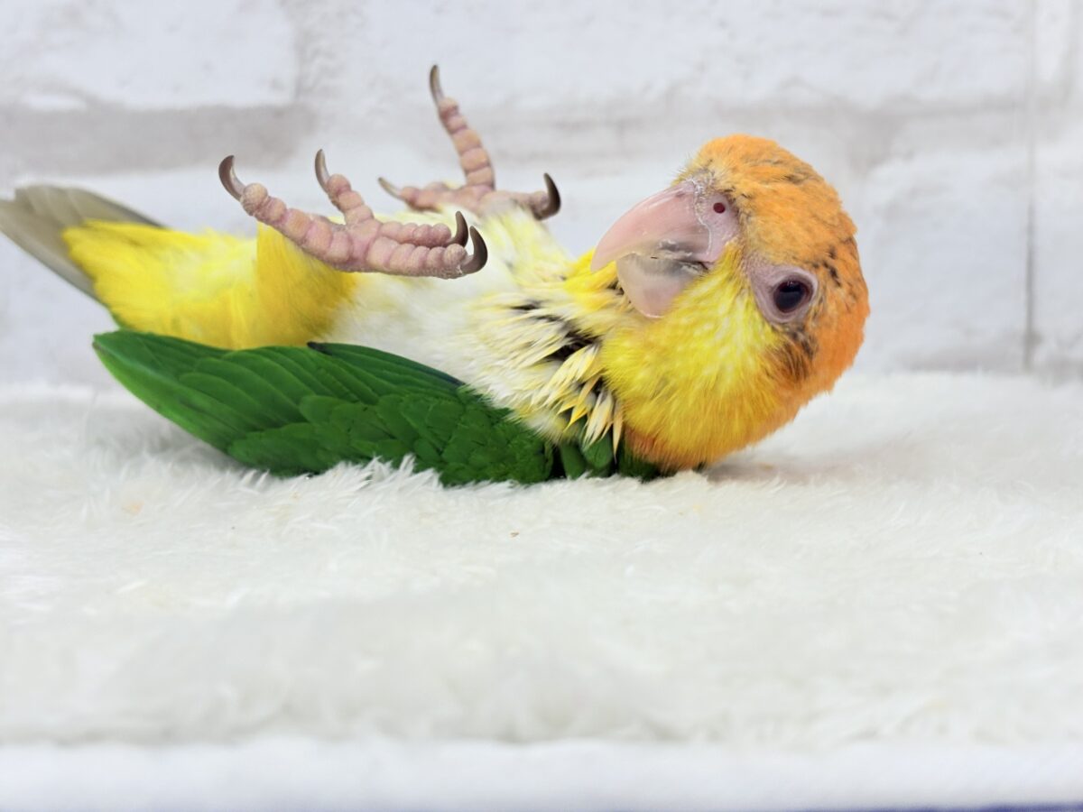 シロハラインコ