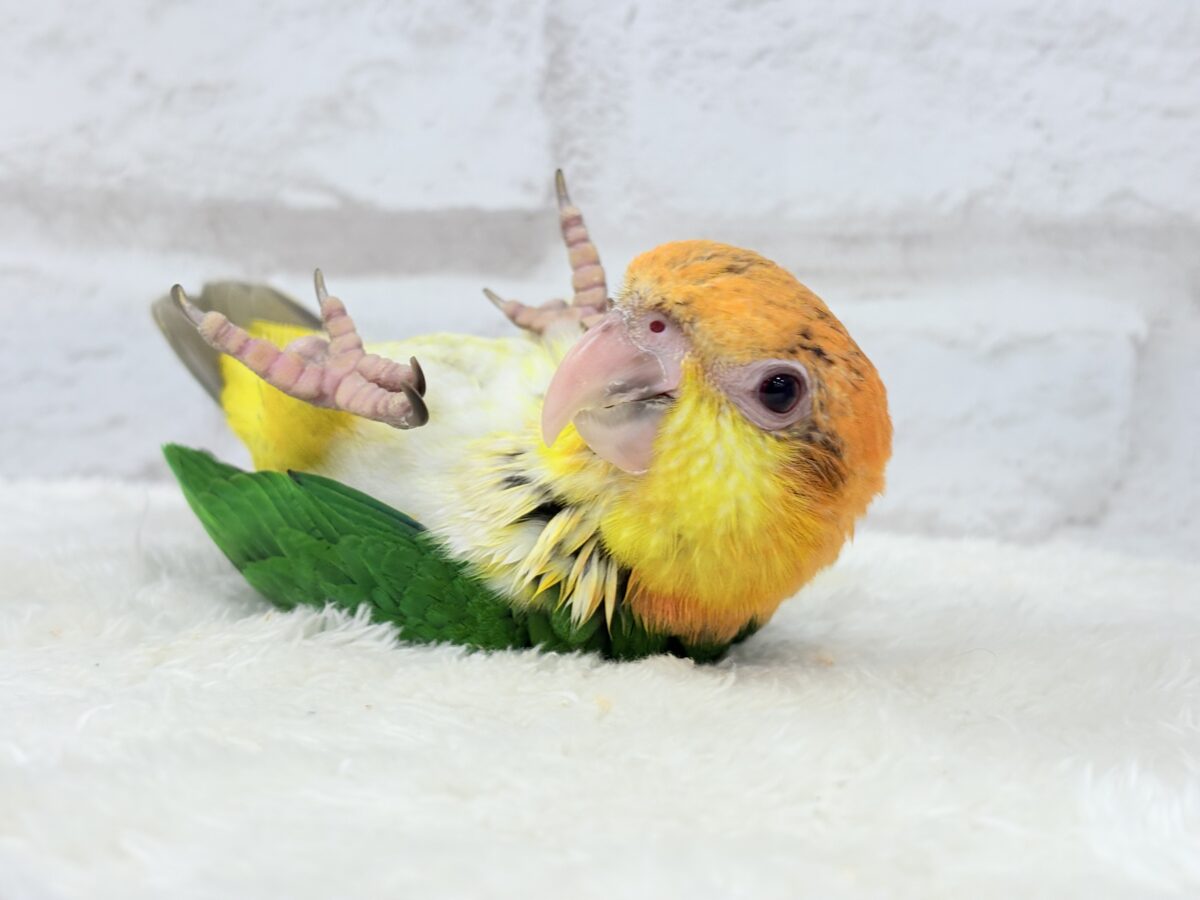 シロハラインコ