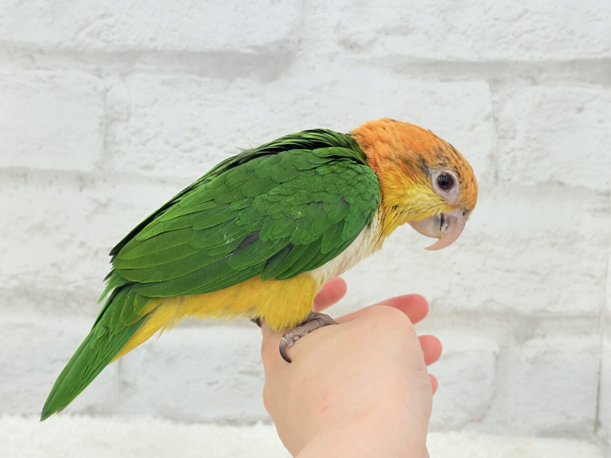 シロハラインコ