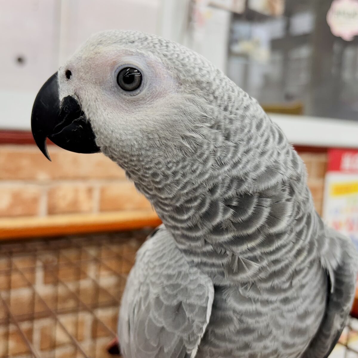 ヨウム