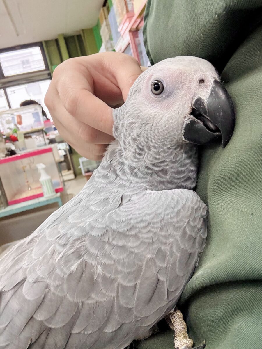 ヨウム